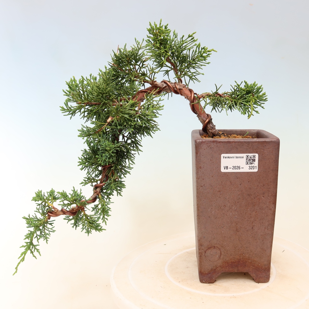 Bonsai für draußen - Juniperus chinensis Kishu