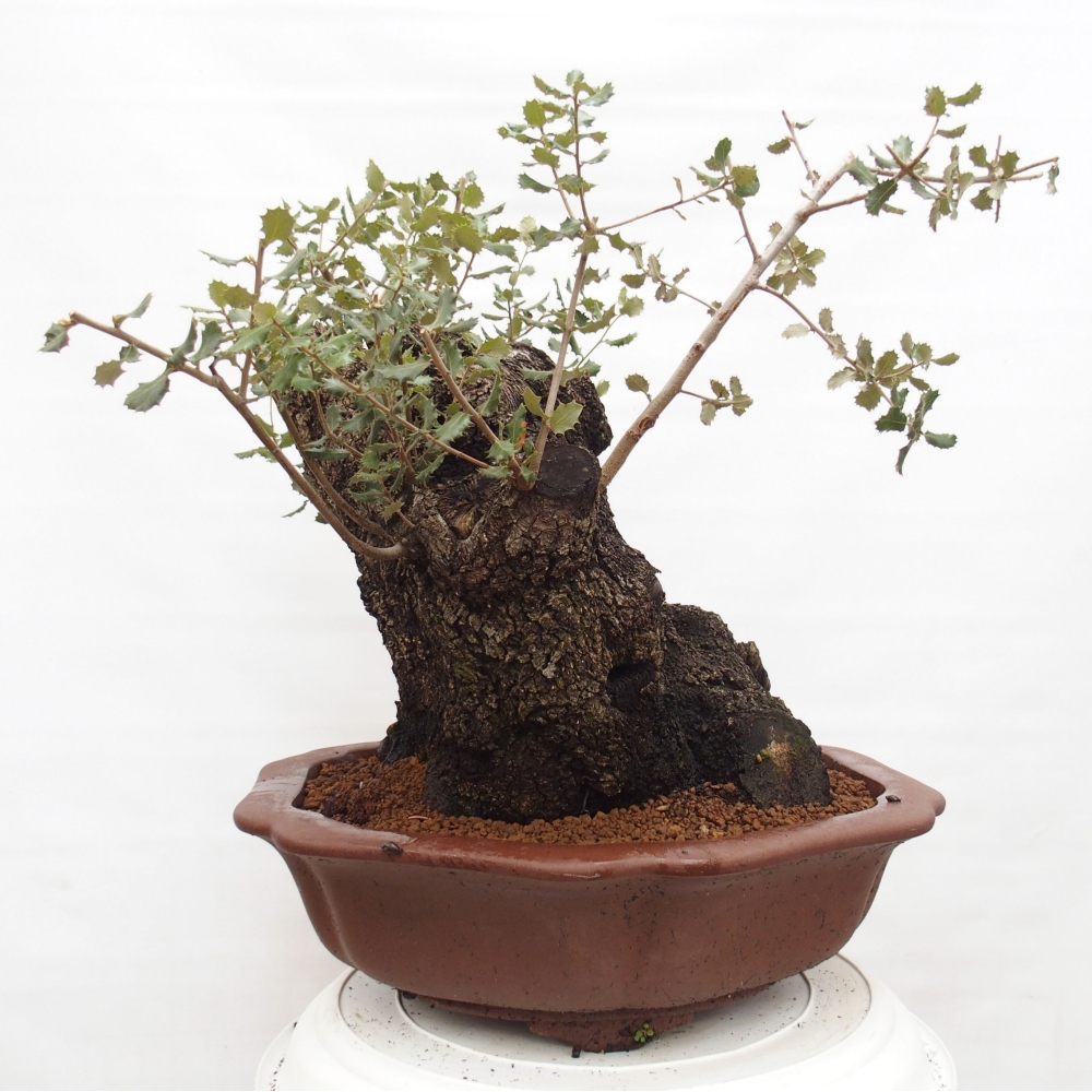 Yamadori - Quercus Ilex - Steineiche