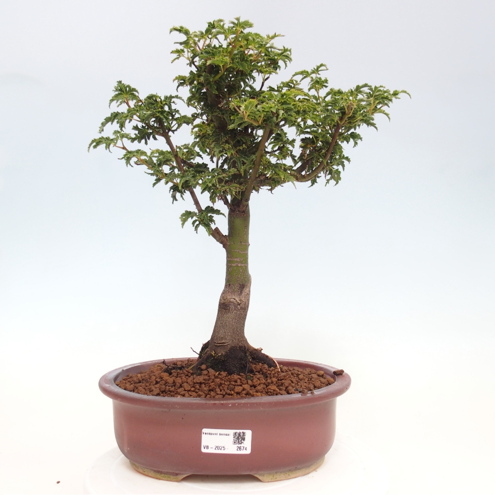 Bonsai im Freien - Acer palmatum Shishigashira-Ahorn