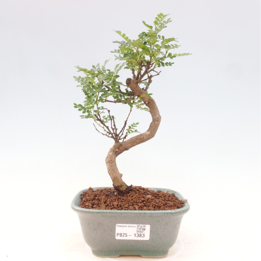 Indoor-Bonsai - Zantoxylum piperitum - Pfefferminze