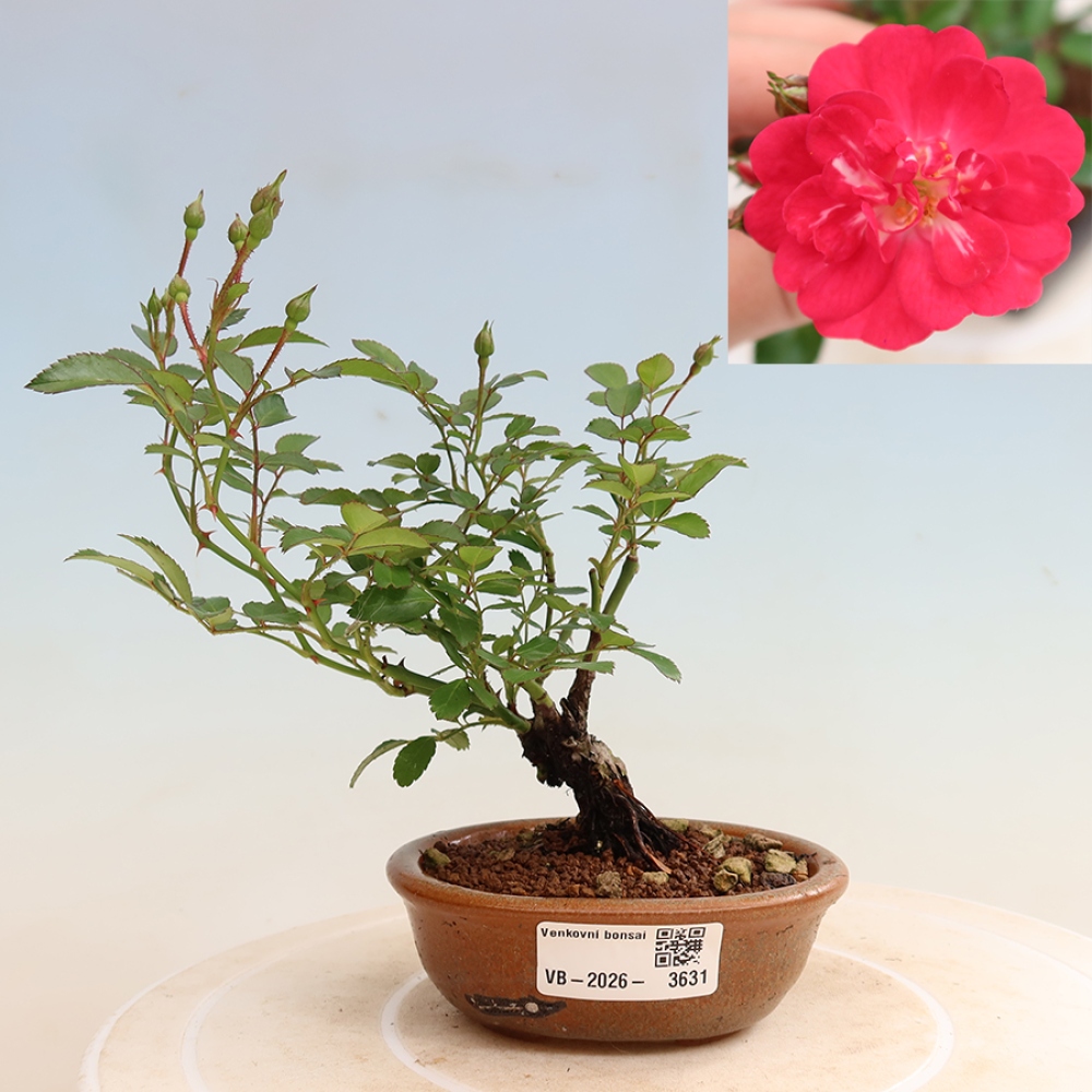 Bonsai für draußen - Rosa Kordes - Rose