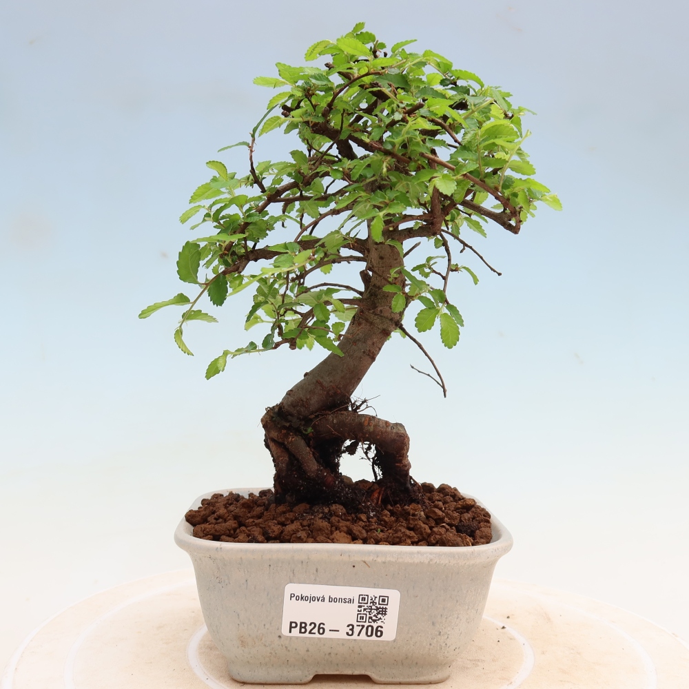 Zimmerbonsai - Ulmus parvifolia - Kleinblättrige Ulme