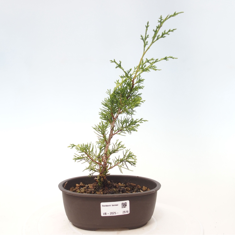 Outdoor bonsai - Juniperus chinensis Itoigawa - Chinese juniper