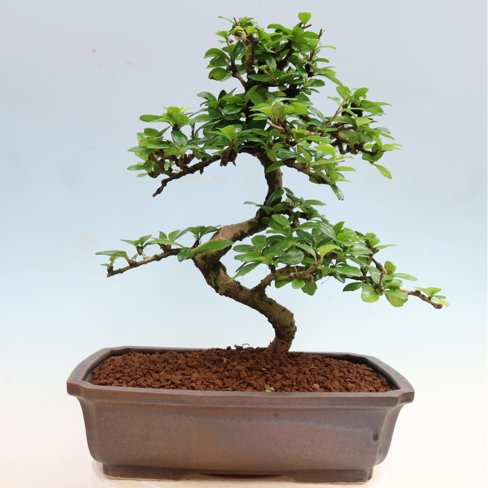 Zimmer-Bonsai - Carmona macrophylla - Tee-Fuki