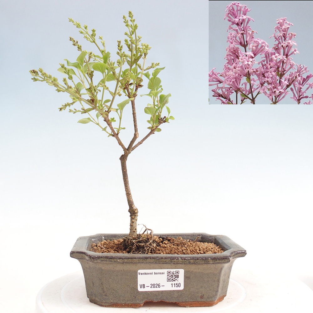 Bonsai für draußen - Syringa Meyeri Palibin - Meyer's Flieder