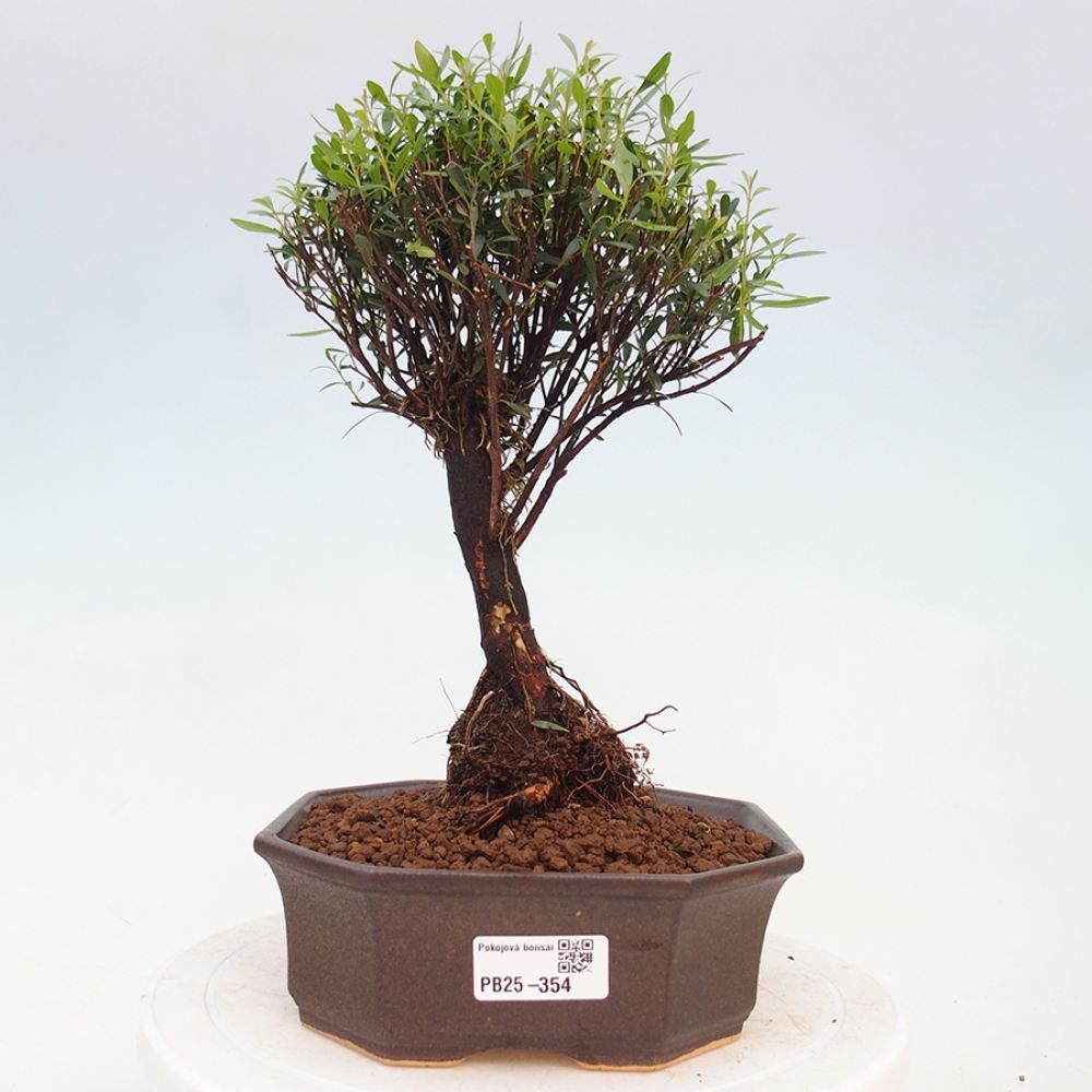 Zimmerbonsai - Syzygium - Piment