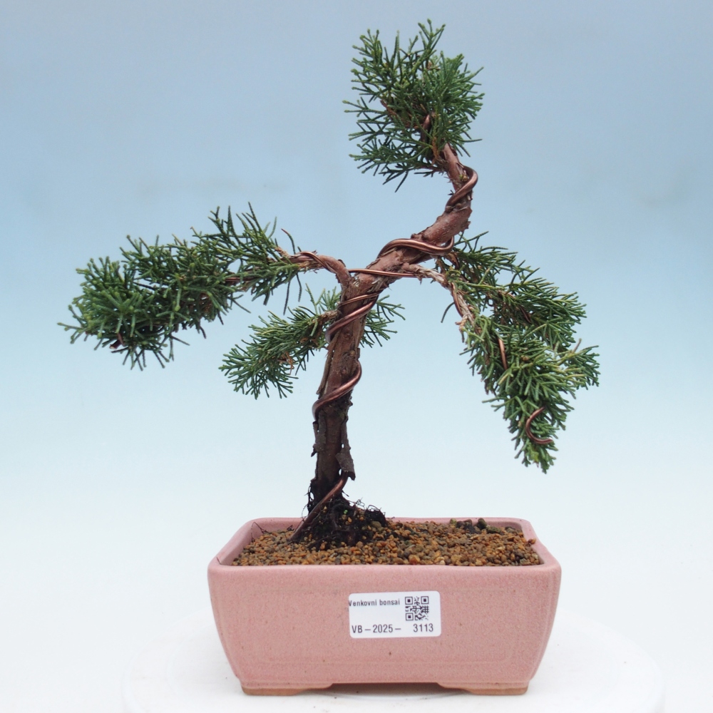 Bonsai im Freien - Juniperus chinensis Kishu - Chinesischer Wacholder