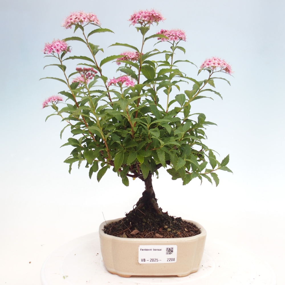 Bonsai im Freien - Spirea japonica GENPSI