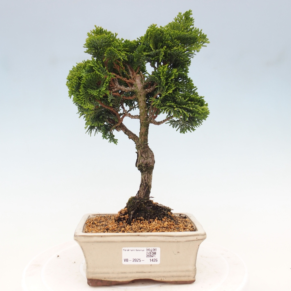 Bonsai im Freien - Cham.pis obtusa Nana Gracilis - Zypresse