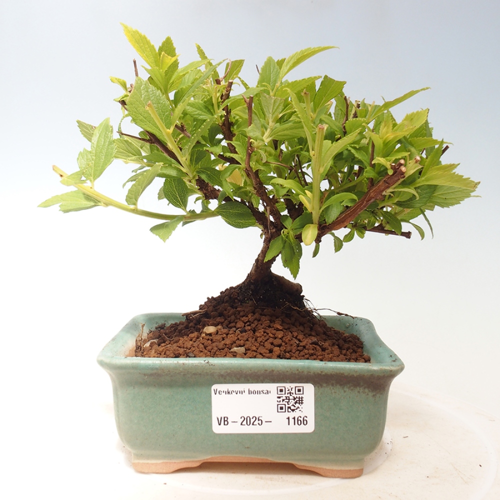 Bonsai im Freien - Spirea japonica GENPSI