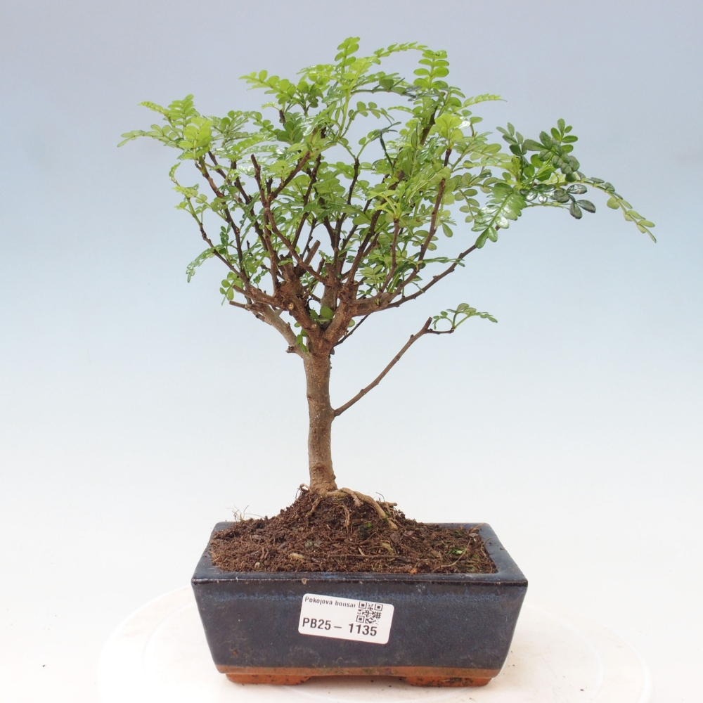 Indoor-Bonsai - Zantoxylum piperitum - Pfefferminze