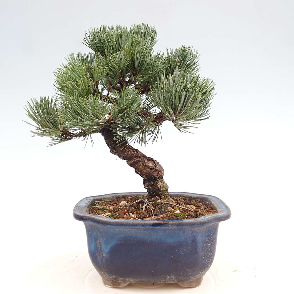 Bonsai im Freien - Pinus parviflora - kleine Kiefer