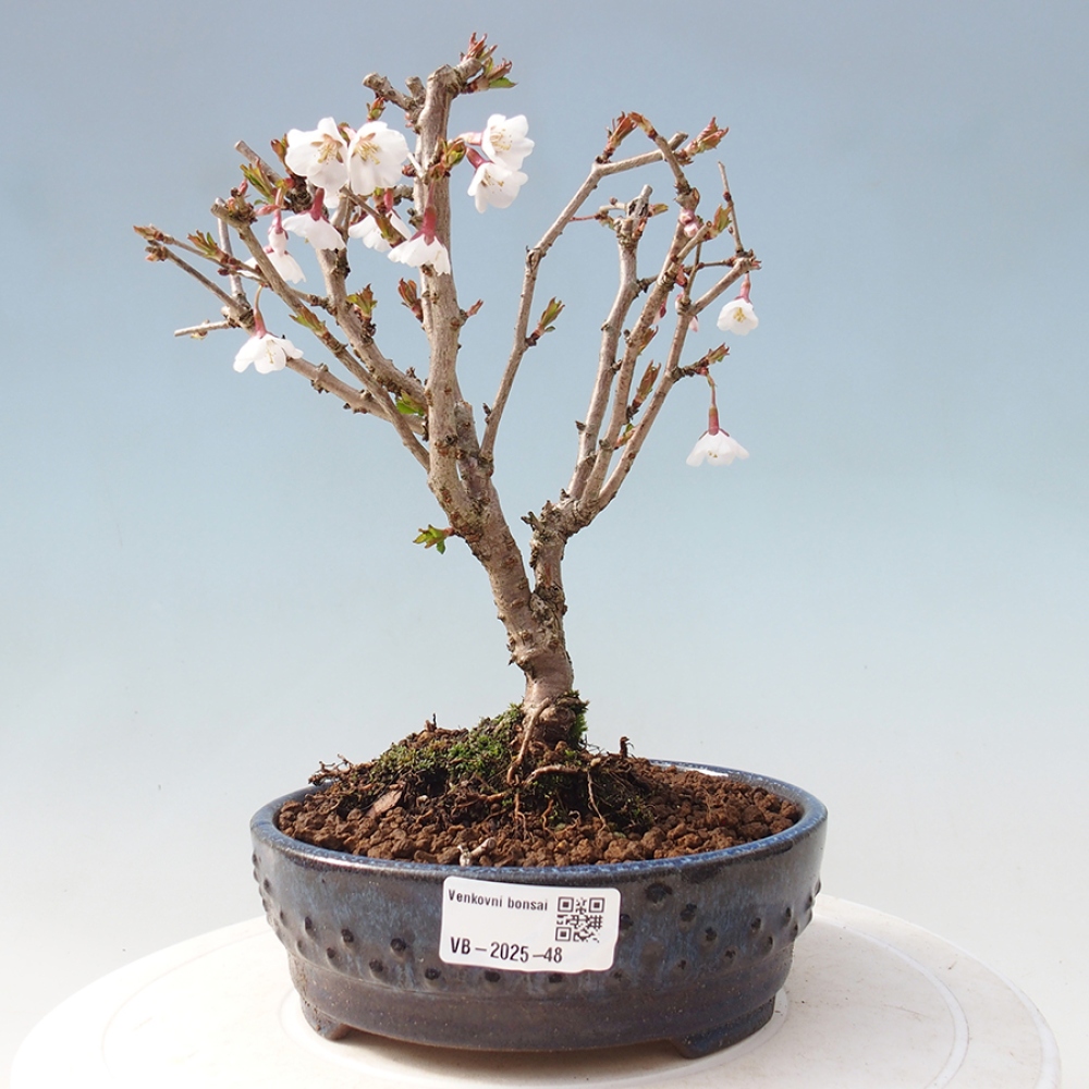 Bonsai im Freien - Prunus incisa Kojou-no mai-Pflaume geschnitten