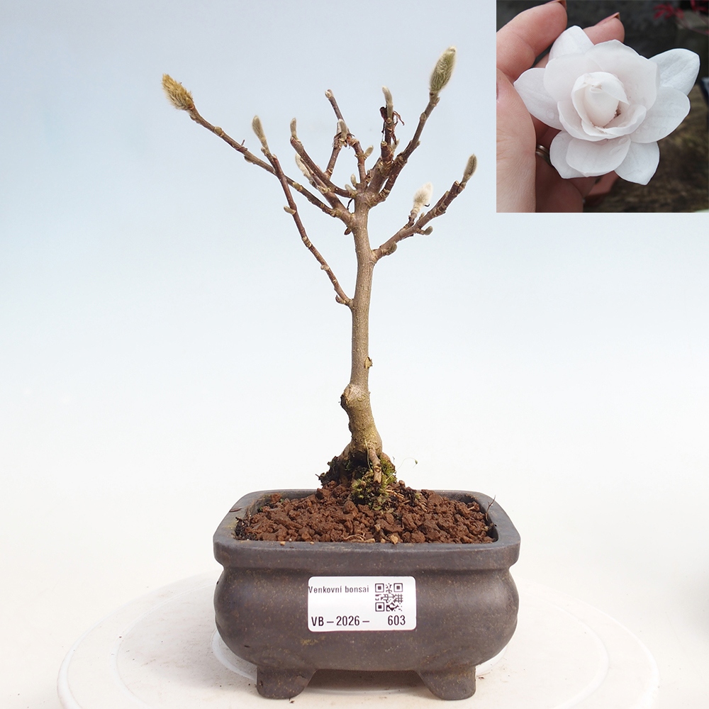 Bonsai für draußen - Magnolia stellata