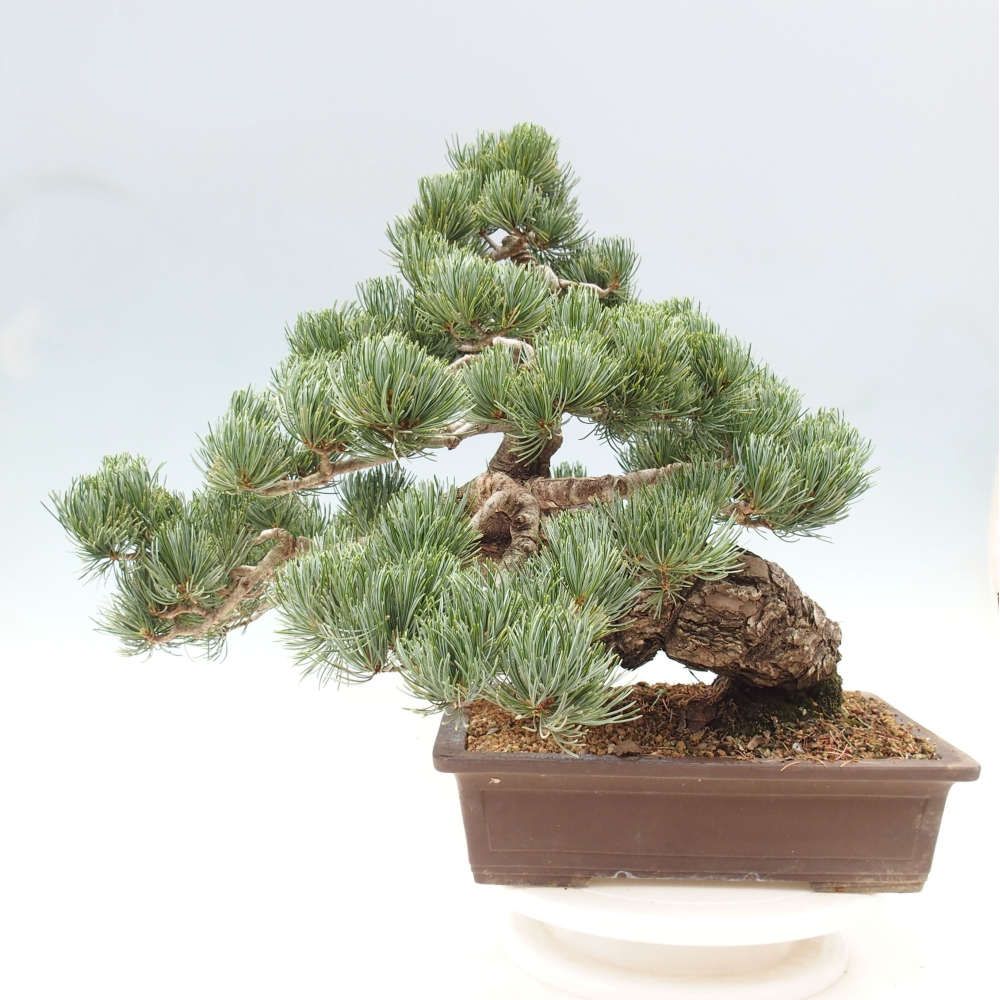 Bonsai im Freien - Pinus parviflora - kleine Kiefer