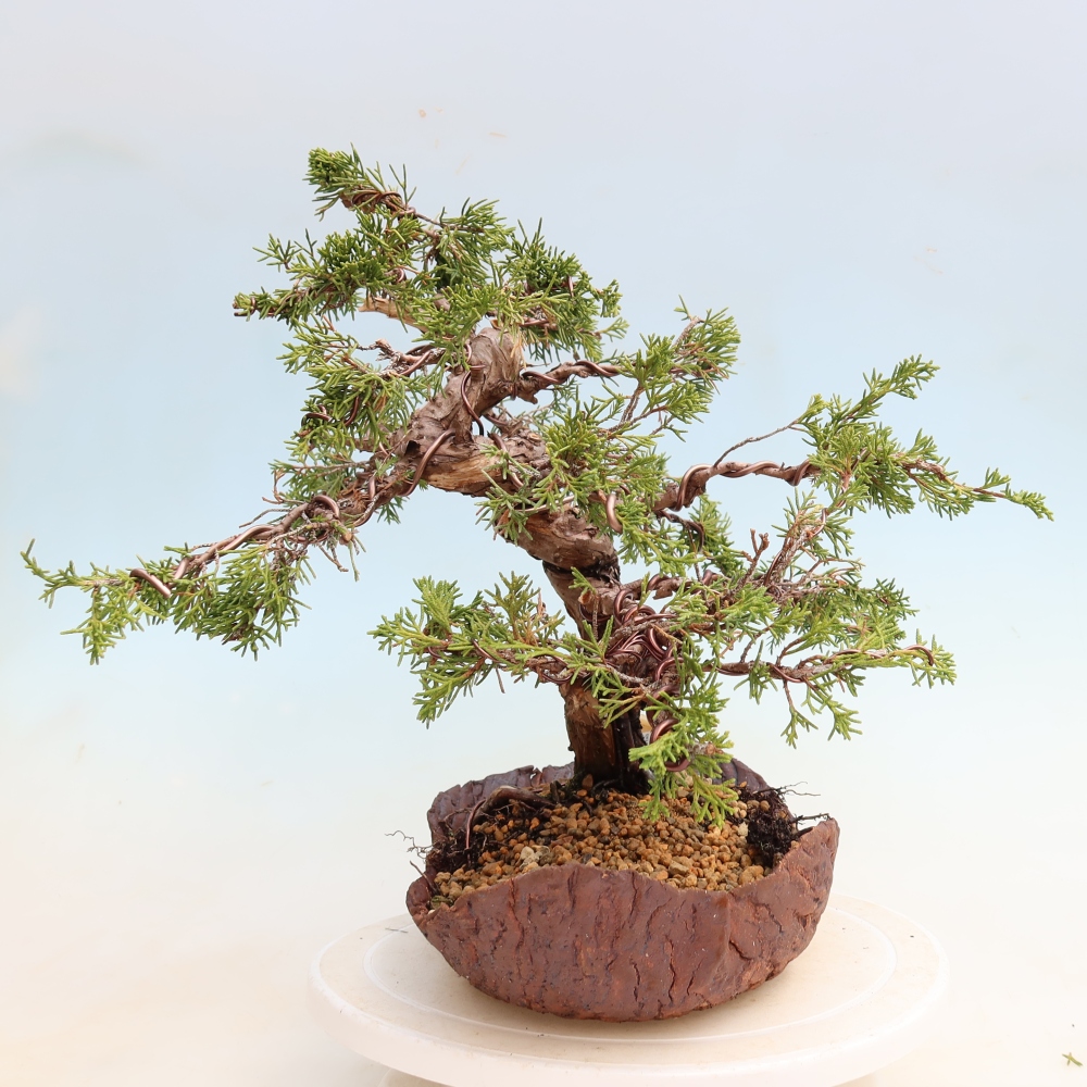 Bonsai für draußen - Juniperus chinensis Itoigawa-Juniperus chinensis