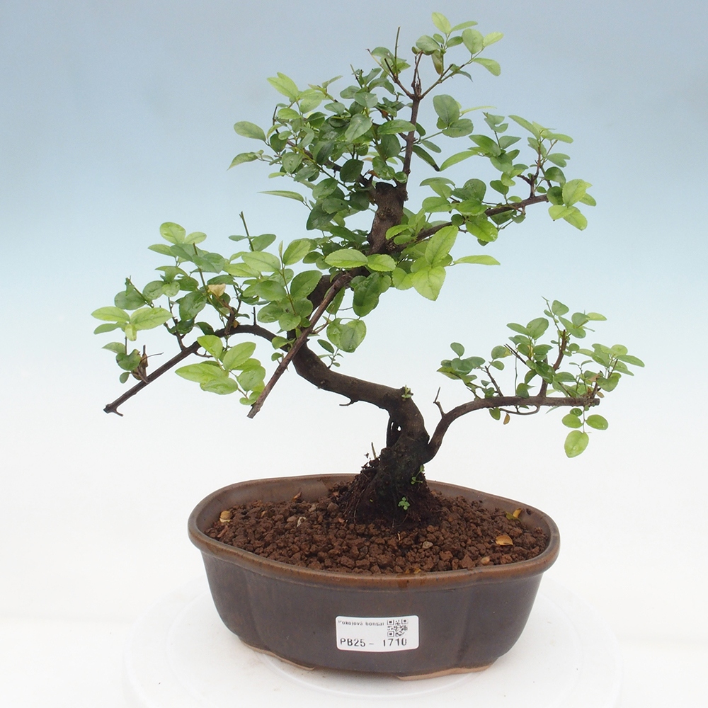 Zimmerbonsai - Sagerécie thea - Sagerécie thea