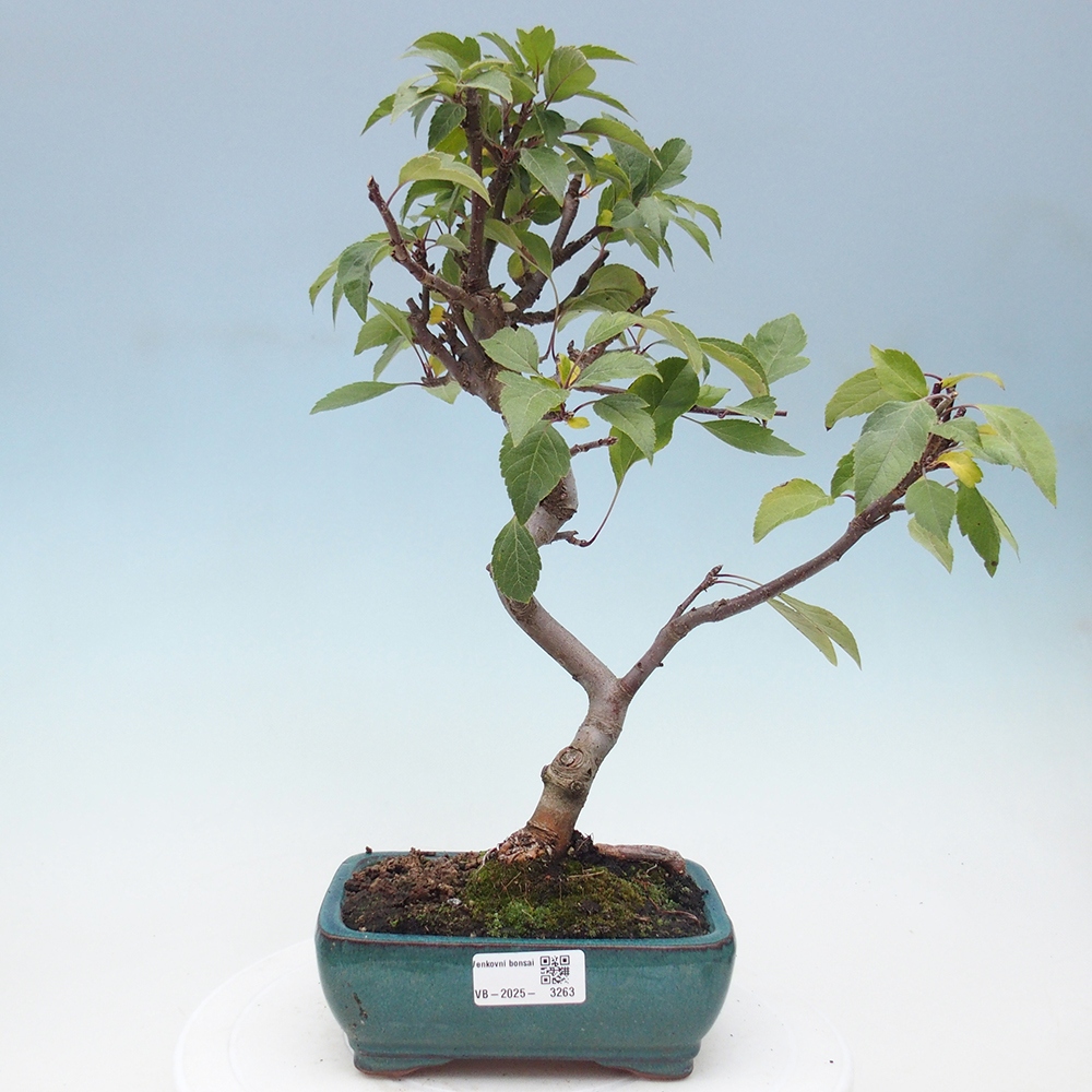 Bonsai im Freien - Malus halliana - Kleinfruchtiger Apfelbaum