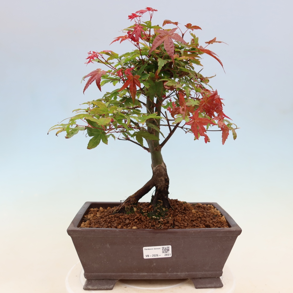 Spitzahorn - Acer palmatum Beni Tsukasa
