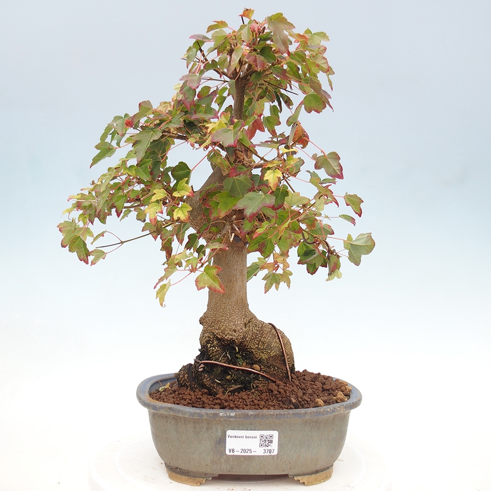 Bonsai im Freien - Ahorn Buergerianum - Burger Maple