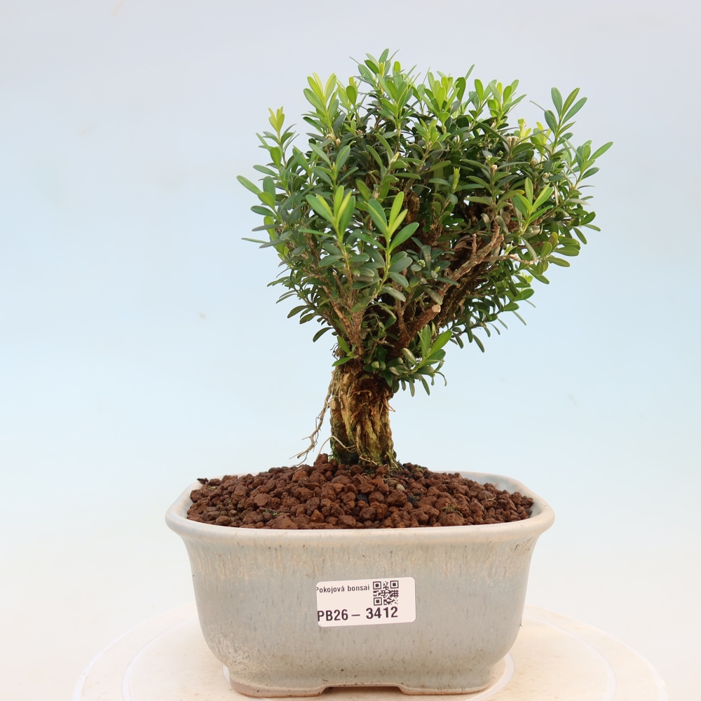 Zimmer Bonsai - Buxus harlandii - Korkbuxus