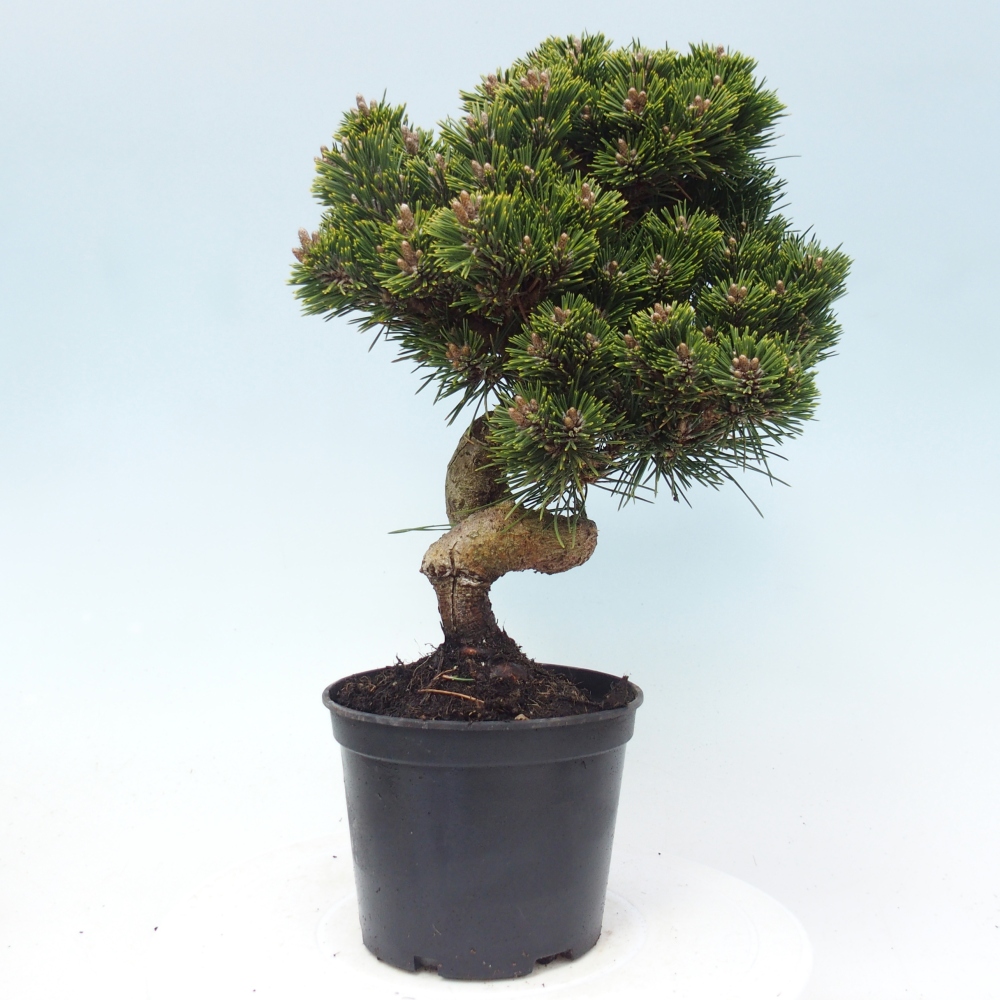 Bonsai für draußen - Pinus thunbergii senjyumaru - Thunberg-Kiefer