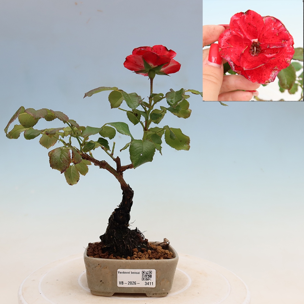 Bonsai für draußen - Rosa Kordes - Rose