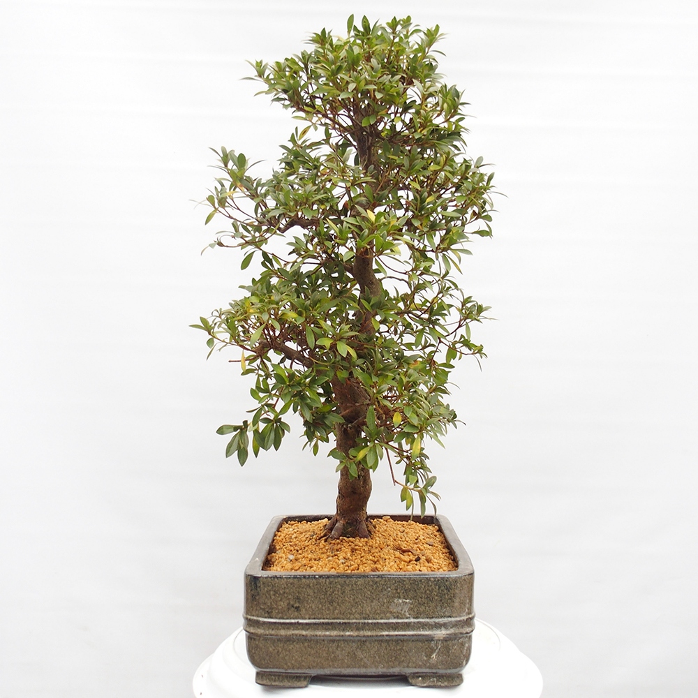 Bonsai für draußen - Japanische Azalee - Azalea satsuki