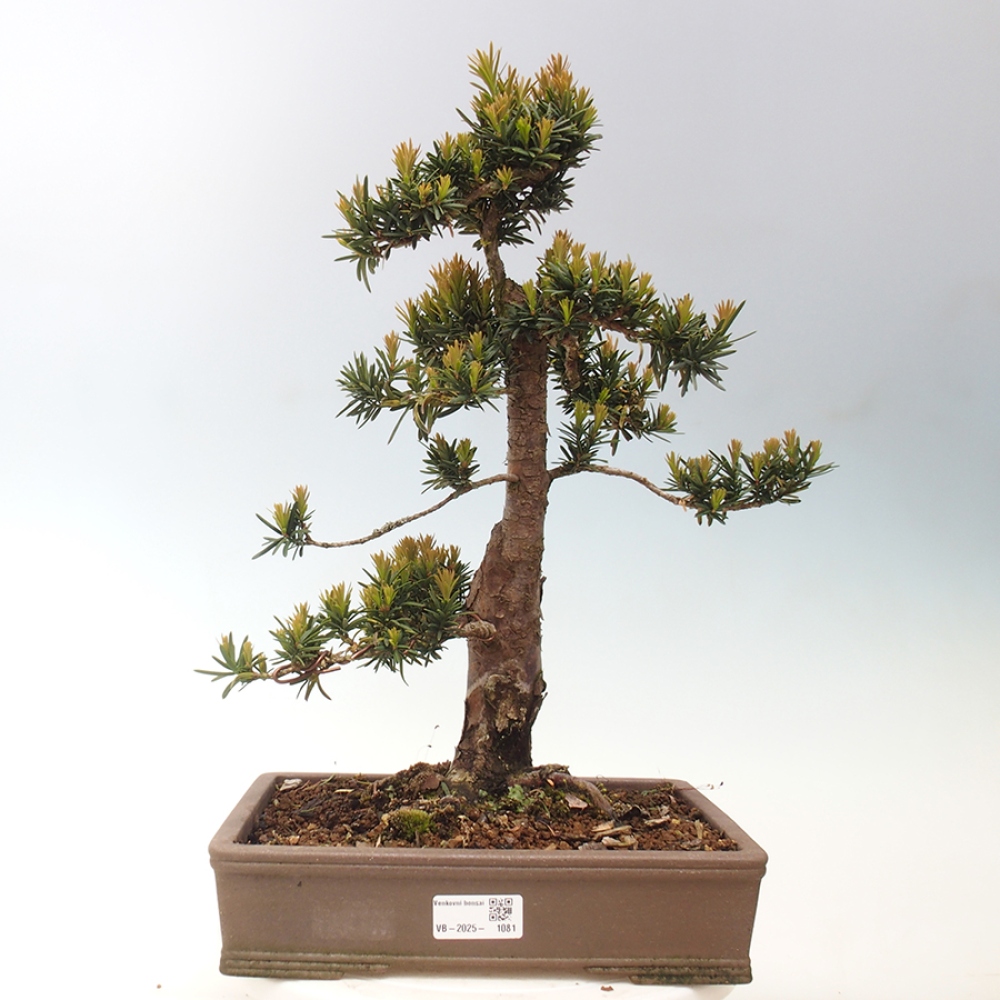 Bonsai im Freien - Taxus cuspidata - Japanische Eibe