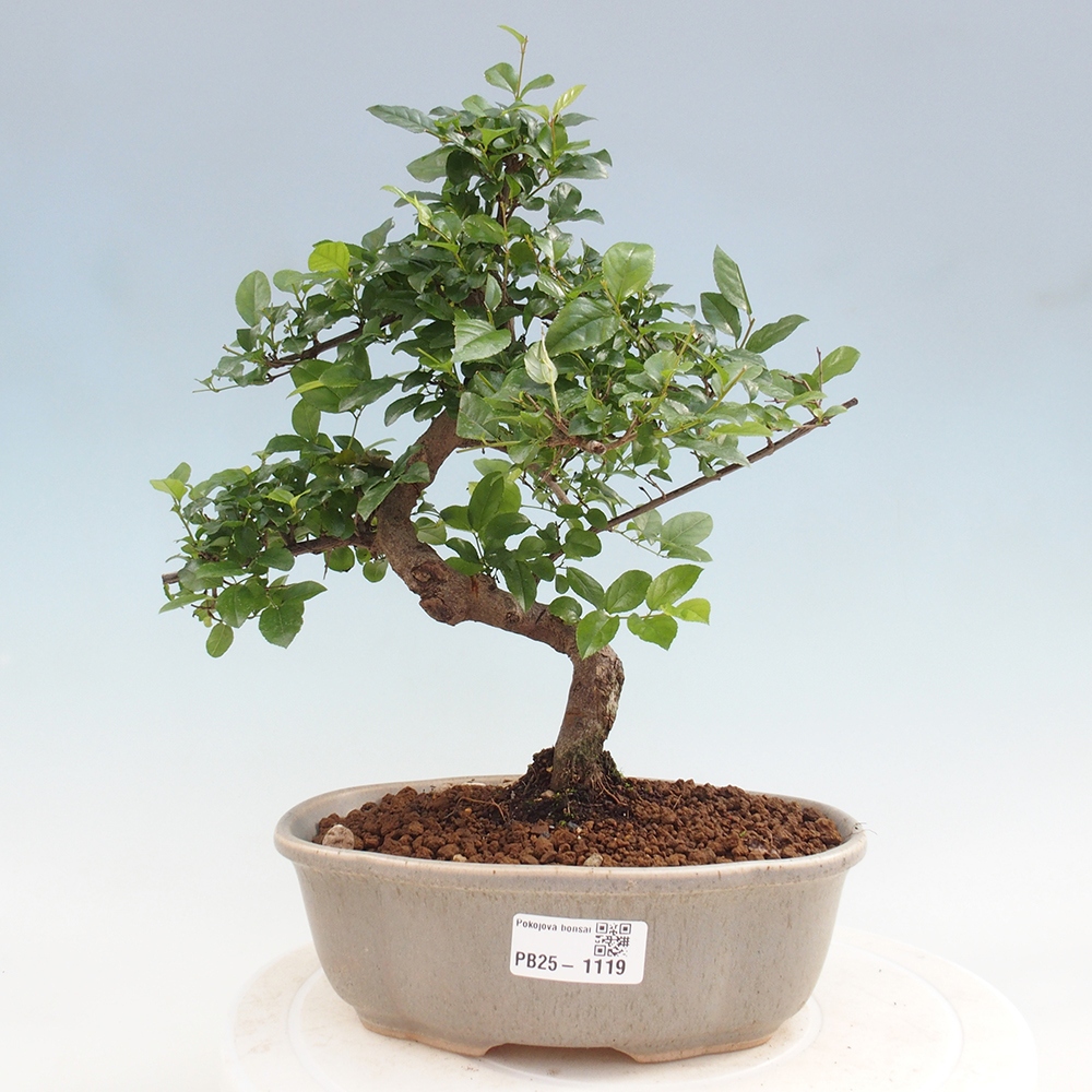 Innenbonsai - Sagerécie Thea - Sagerécie Thea