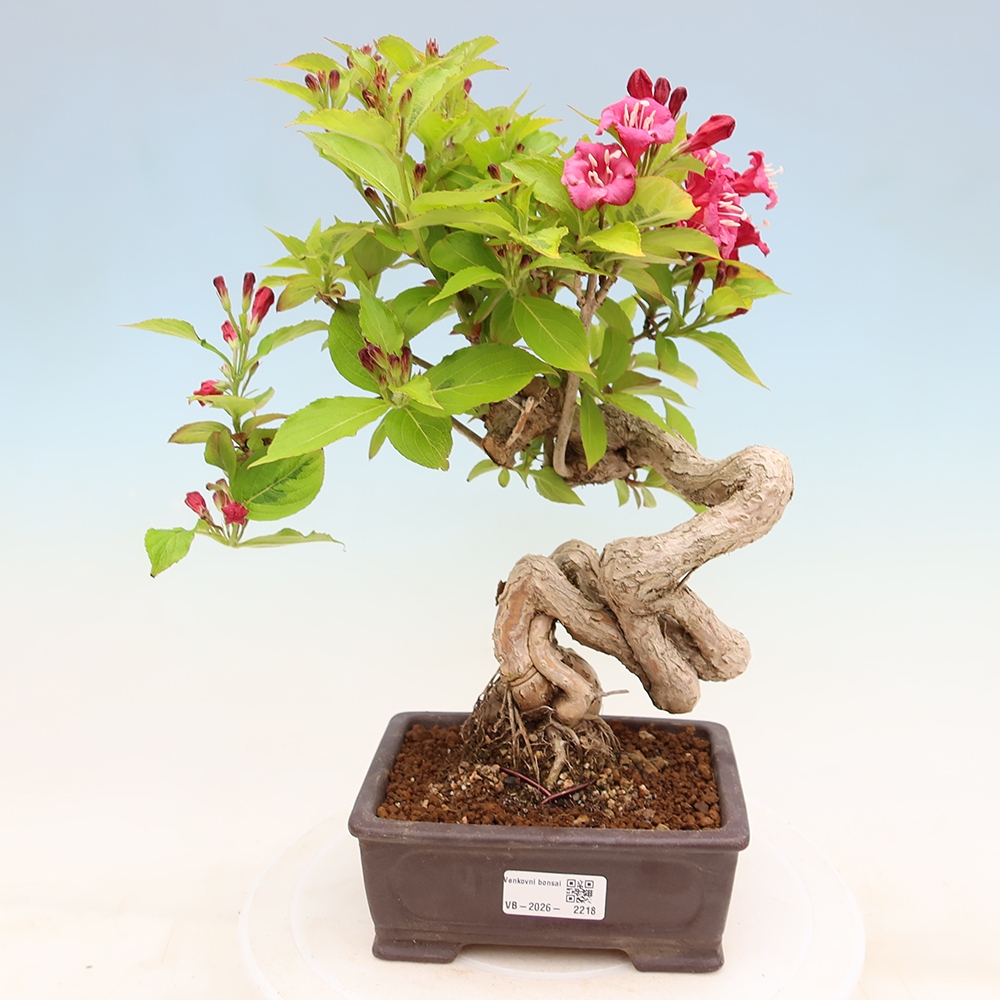 Freiland-Bonsai – Weigela subsessilis – Koreanische Weigela