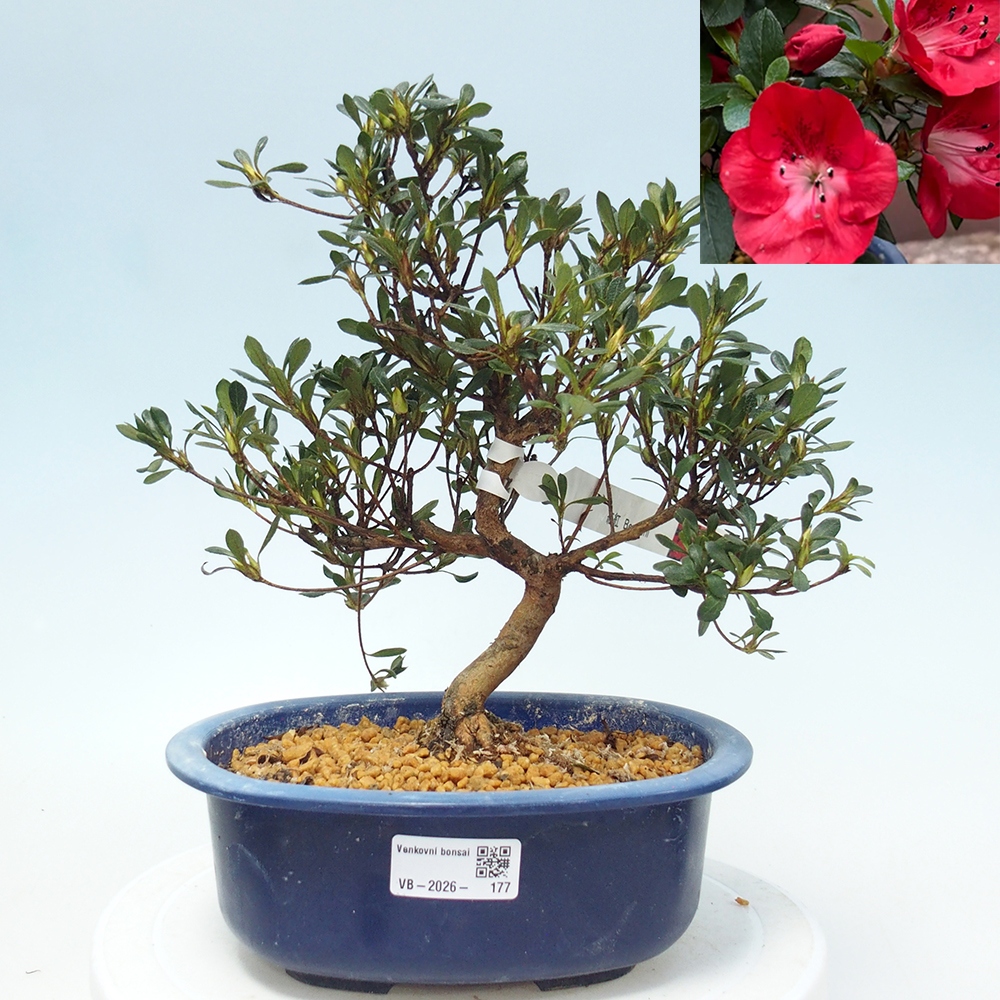 Bonsai für draußen - Japanische Azalee - Azalea Benibeni