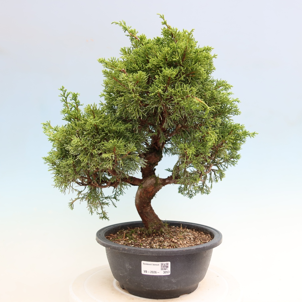 Bonsai für draußen - Juniperus chinensis Itoigawa-Juniperus chinensis