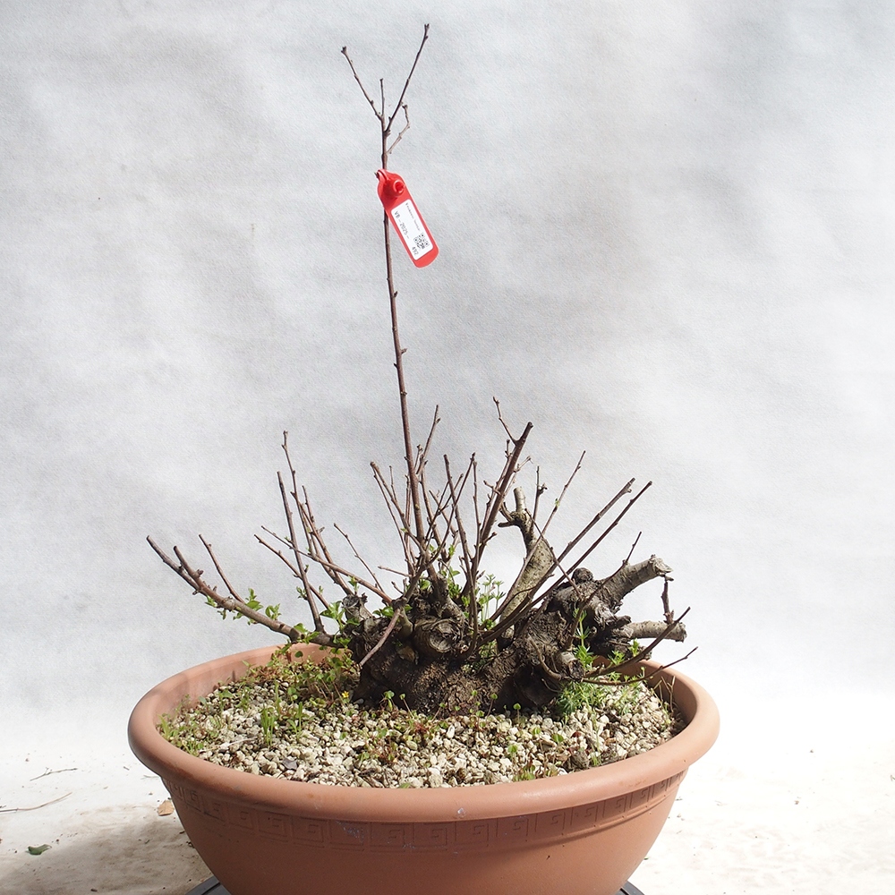 Outdoor Bonsai -Mahalebka - Prunus Mahaleb