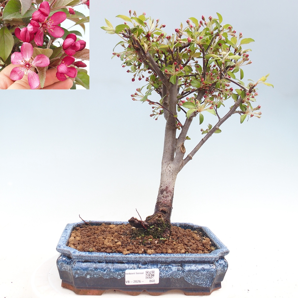 Outdoor-Bonsai -Malus domestica - Kleinfrüchtiger rotblättriger Apfelbaum