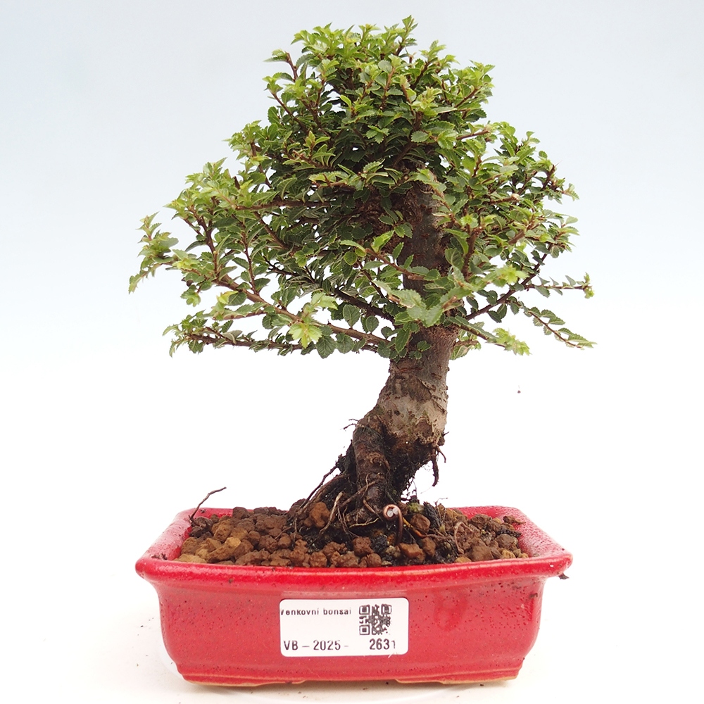 Bonsai im Freien - Ulmus parvifolia Hokkaido - Chinesische Ulme