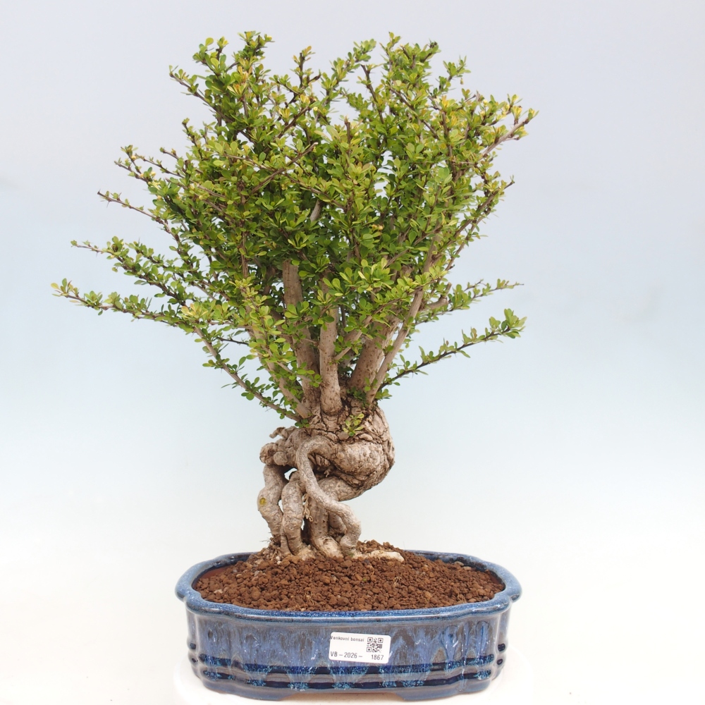 Bonsai für draußen - Berberis coreana
