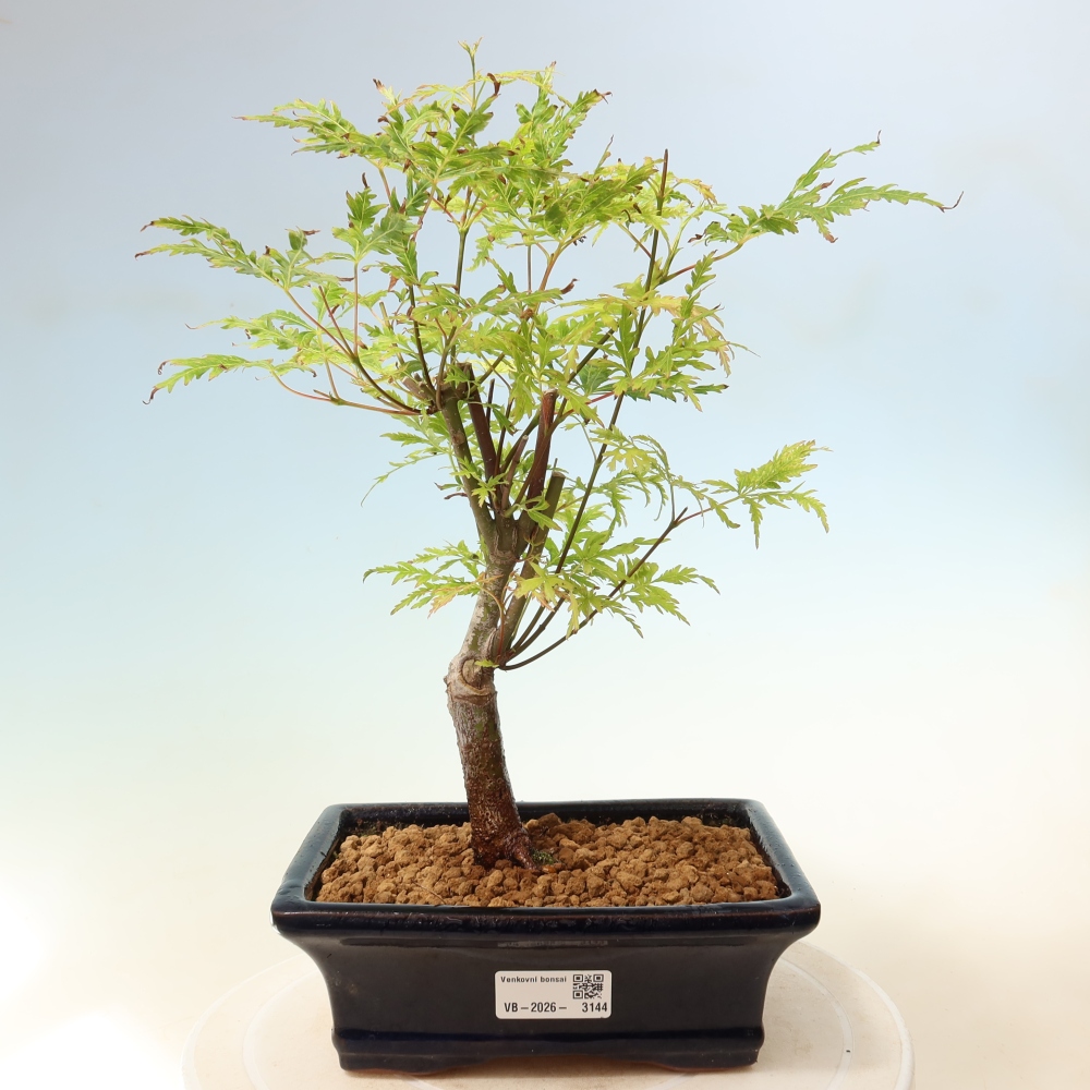 Bonsai für draußen - Acer palmatum Dissectum
