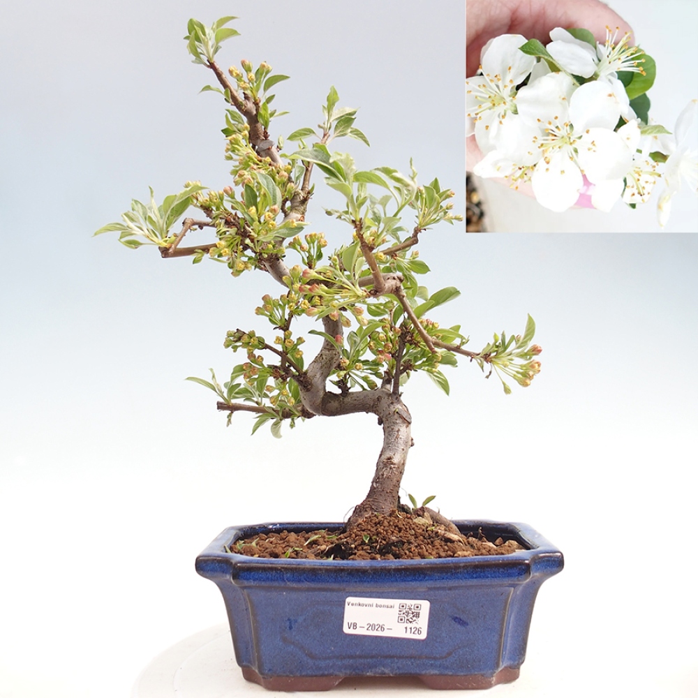 Outdoor Bonsai - Malus sargentii - Kleinfrüchtiger Apfelbaum