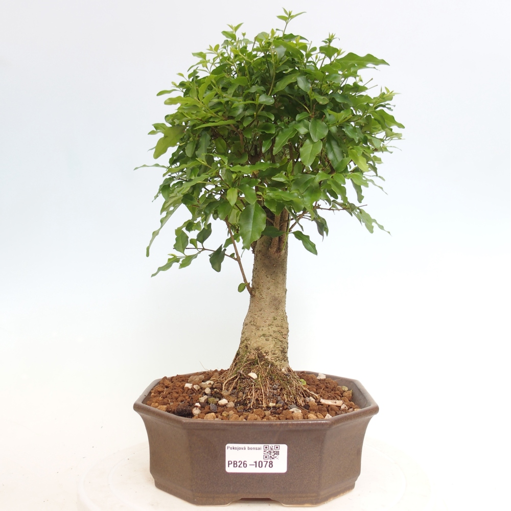Zimmer Bonsai -Ligustrum chinensis - Vogelschnabel