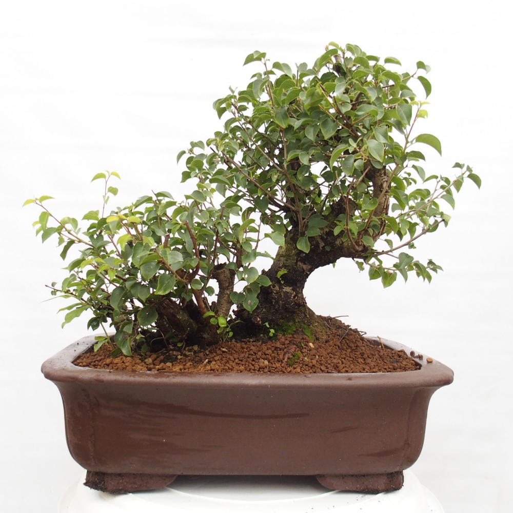 Bonsai im Freien - Mahalebka - Prunus mahaleb