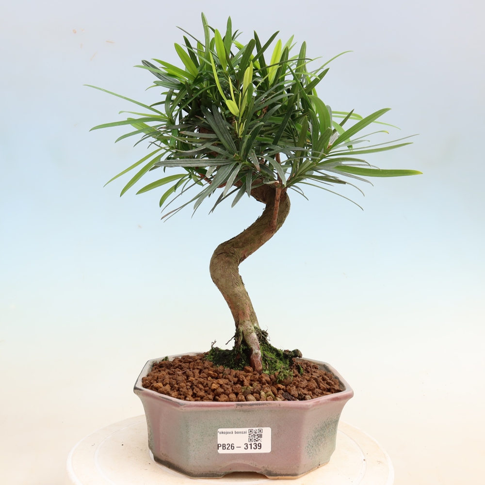 Zimmerbonsai - Podocarpus - Stein-Eibe