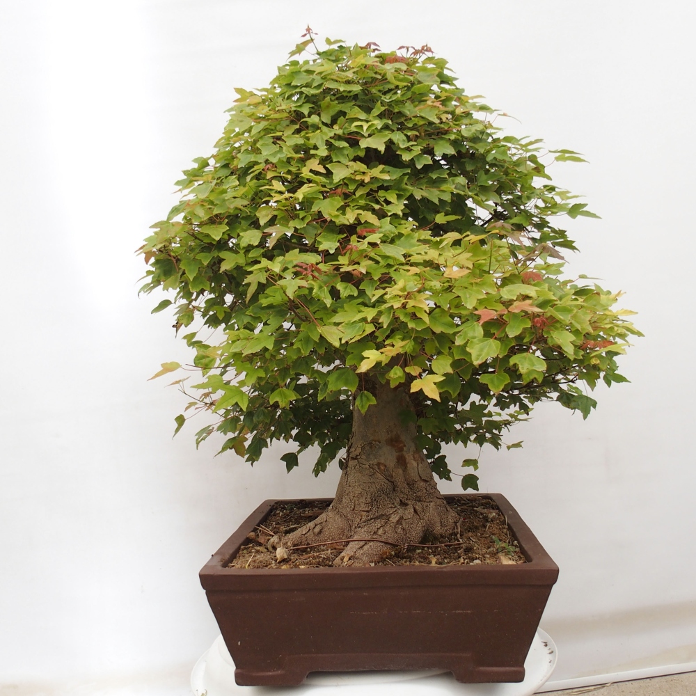 Bonsai im Freien - Ahorn Buergerianum - Burger Maple