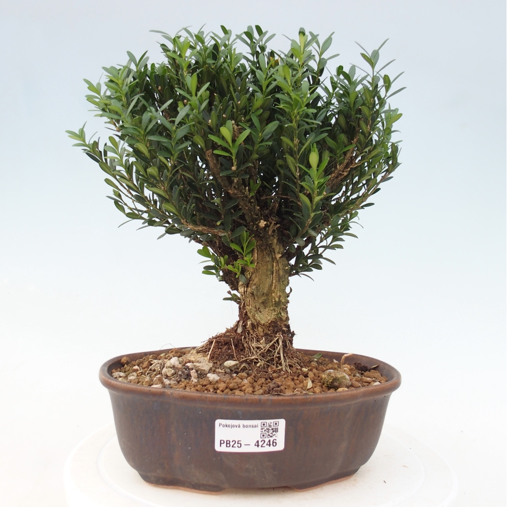 Zimmer Bonsai - Buxus harlandii - Korkbuxus