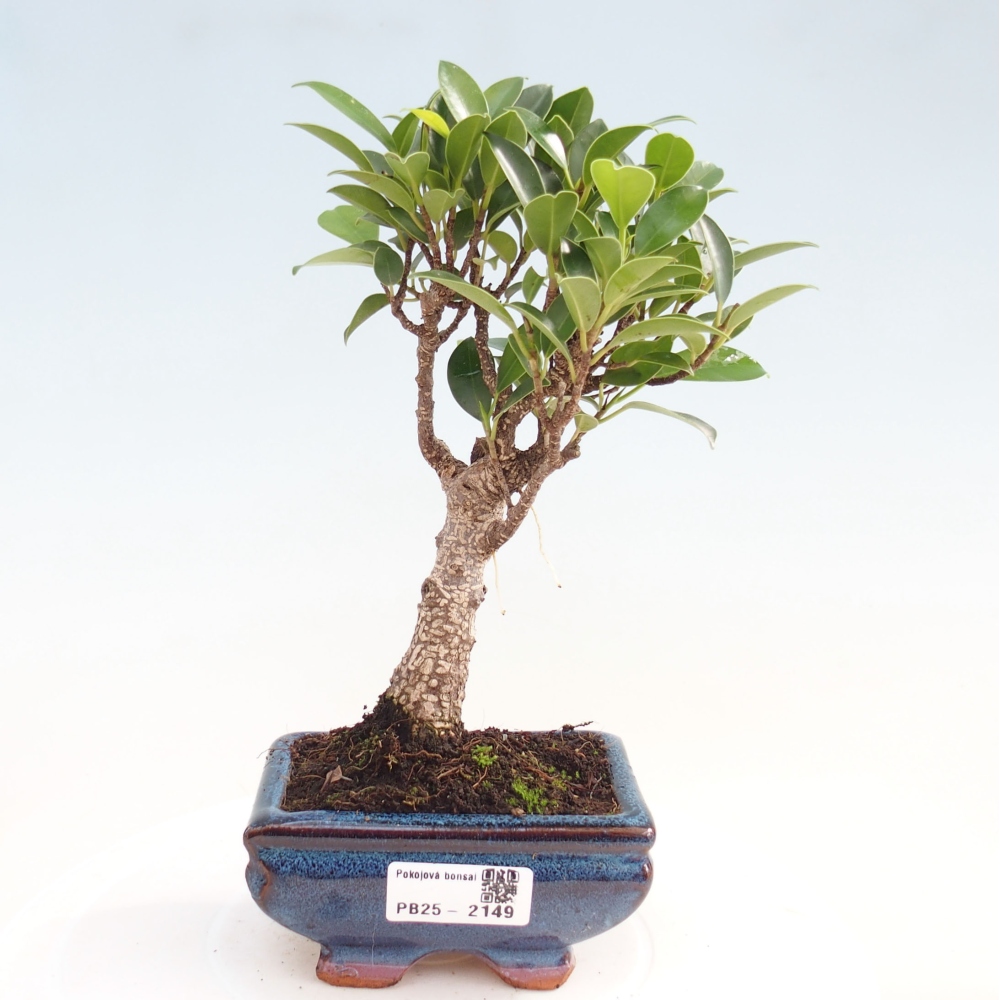 Zimmerbonsai - Kleinblättriger Ficus - Ficus kimmen