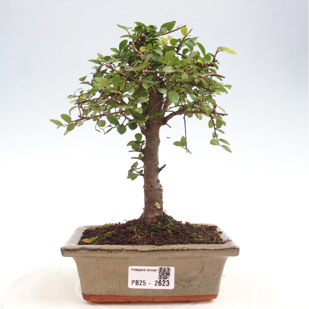 Zimmerbonsai - Ulmus parvifolia - Kleinblättrige Ulme