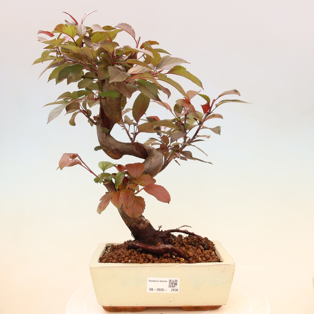 Freilandbonsai - Malus Domestica - Kleinfruchtiger rotblättriger Apfelbaum
