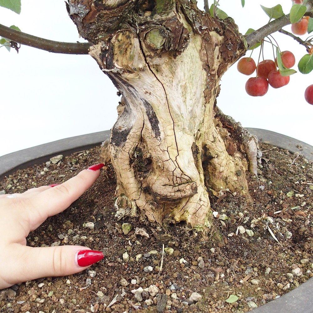 Bonsai im Freien - Malus halliana - Kleinfruchtiger Apfelbaum