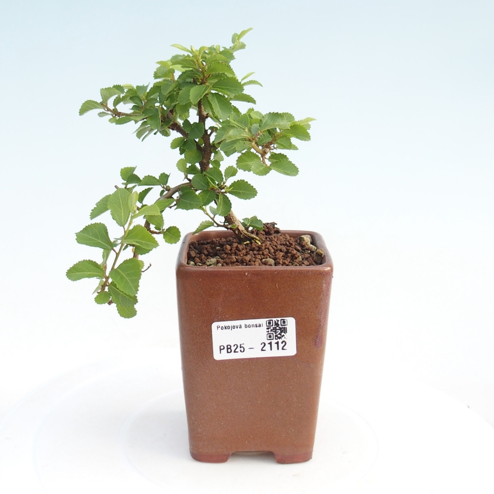 Zimmerbonsai - Grewia occidentalis - Lavendelstern