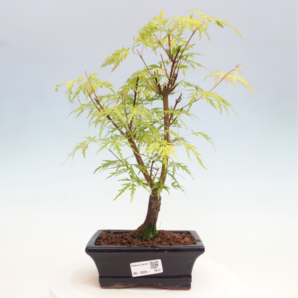 Bonsai im Freien - Acer palmatum Dissectum - japanischer Ahorn 